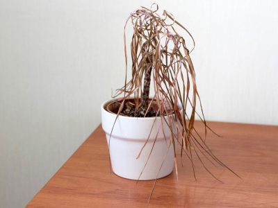 No vale la pena el esfuerzo: 5 plantas imposibles de mantener con vida