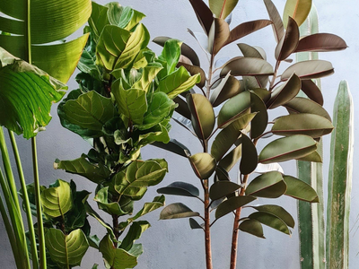 Cómo hacer que tu Ficus elástica o gomero en maceta crezca hermoso, saludable y brillante