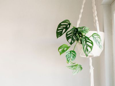 El verdadero trucazo para tener muchas plantas colgantes en casa sin necesidad de gastar una fortuna