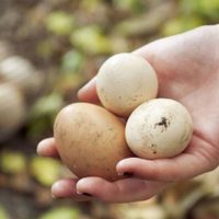 Te sorprenderá: es recomendable o no lavar los huevos antes de consumirlos