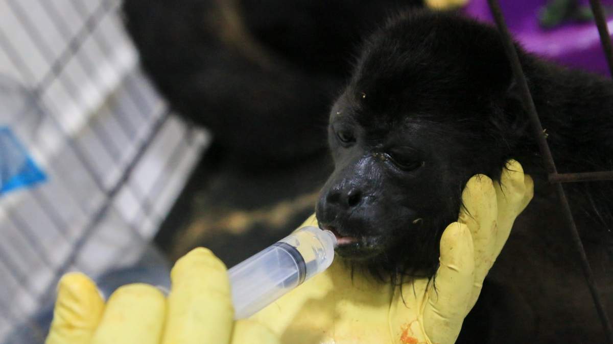 Un veterinario alimenta a un joven mono aullador rescatado