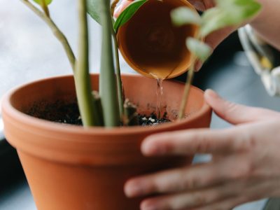 El económico elemento de tu botiquín que podés usar para que tus plantas se mantengan hermosas en otoño
