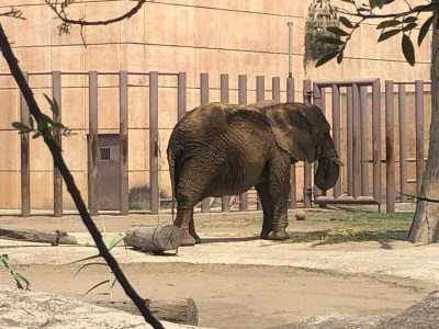 La Suprema Corte atrae el caso de "Ely", la elefanta del zoológico de Aragón
