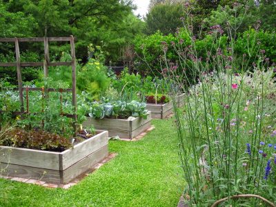 Las plantas pequeñas que muchos confunden con maleza y las arrancan del jardín: no lo hagas