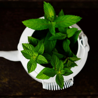 Si querés tener plantas de Menta gigantes pero no tenés jardín, esto es lo que podés hacer