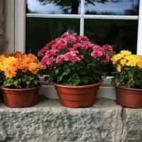 Si querés 1 planta de exterior que resista las heladas, conocé estas opciones que son hermosas y explotan de flores