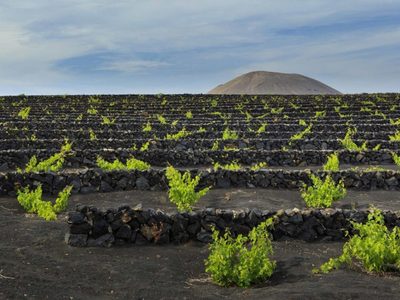 Los vinos de Islas Canarias tuvieron su primera vendimia 2020