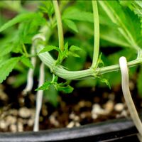 Con solo 1 alambre que encuentres: mirá esta fantástica idea para realizar con tus plantas colgantes