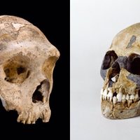 Hacer el amor y no la guerra pudo acabar con los neandertales