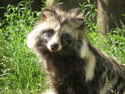Nuevos estudios vinculan el inicio del Covid a los perros mapache