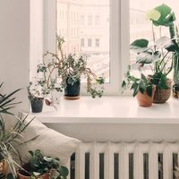 Cuál es la planta que perfumará tu hogar con un rico olor y es muy económica