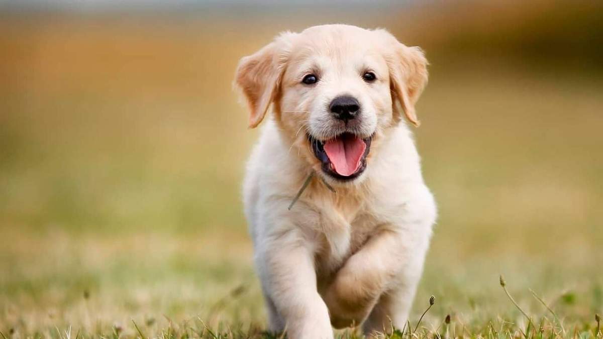 Golden Retriever. Fuente: (Instagram)