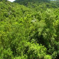 Los bosques habrían frenado la desertificación de Chile, incluso los monocultivos forestales