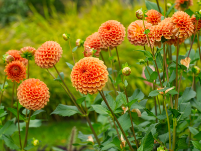 La planta que da flores gigantes como girasoles, pero de colores hermosos y estridentes