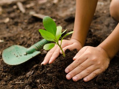 No tires los maples y usalos de esta increíble forma para favorecer y revivir a tus plantas