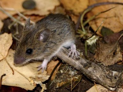 La mujer internada por hantavirus fue trasladada a San Martín de los Andes