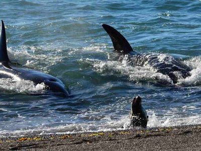 El 16 se inicia la temporada de orcas en Península Valdés