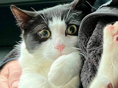 Pareja de Alaska se reencuentra con su gato 26 días después de que su casa se desplomó sobre un río