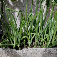 En pocos pasos, así podés tener una planta de cebolla de verdeo en casa y disfrutar de una rica cosecha