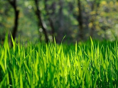 Qué tipo de césped tenés que poner en tu jardín según su uso y cómo cuidarlo para que no se seque