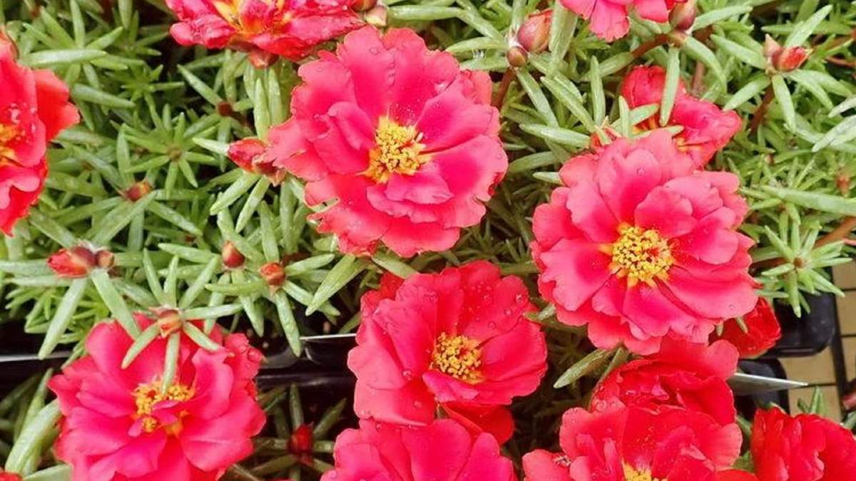 Plantas. Fuente: (Instagram)