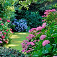 Plantas de exterior más guerreras: conocé cuáles son las que más resistirán en tu jardín