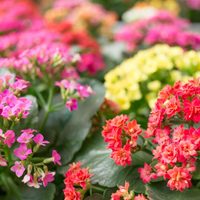Plantas: conocé este tipo de suculenta Kalanchoe que resiste la falta de riego y no requiere sol directo todo el día