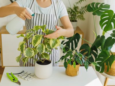 No gastes fortuna para cuidar tus plantas, eliminá malezas y plagas con un solo ingrediente que ya tenés en casa
