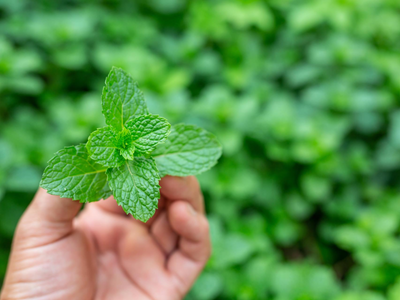 La forma de reproducir eternamente tu planta de menta y tener menta gratis para siempre