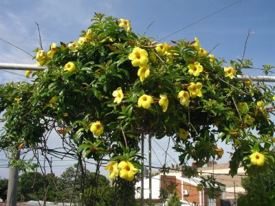 La planta fácil de mantener, con flores pequeñas y exquisito aroma que ayuda a reducir el estrés y ansiedad