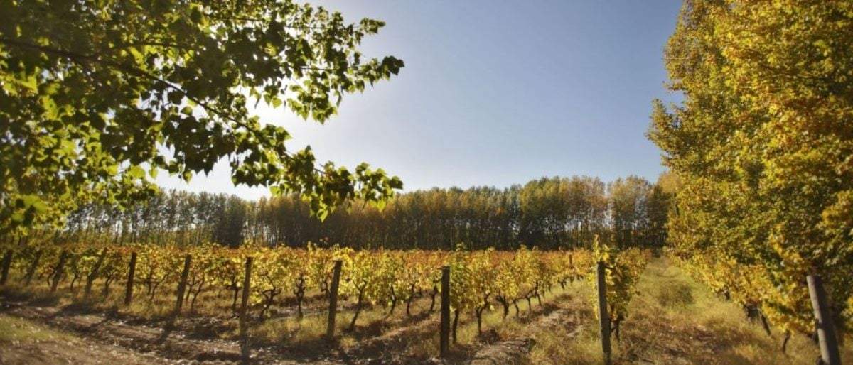 Colocarán señales en bodegas de Río Negro. Fuente: (Instagram)