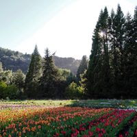 Tulipanes en Bariloche: un atractivo para el turismo