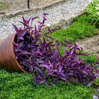 La curiosa planta a la que llaman Amor de Hombre: por qué recibe este nombre y el motivo por el que deberías tener una