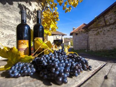 Viñedos en Serbia: los vinos nuevos de la antigua Europa