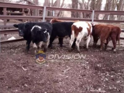 Encontraron ganado que había sido robado en Piedra del Águila