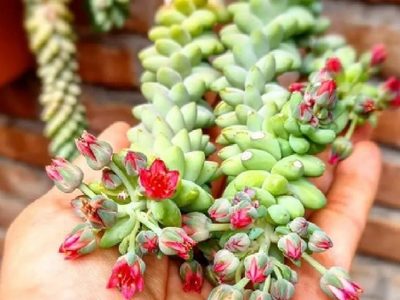 Suculentas: cuáles son las que dan flores y cómo hay que cuidarlas
