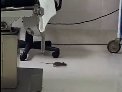 Van al quirófano en el ISSSTE y se encuentran una rata (Video)