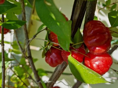 El arbolito nativo poco valorado: es pequeño, de fácil cuidado y sus frutos tienen más vitamina C que una naranja