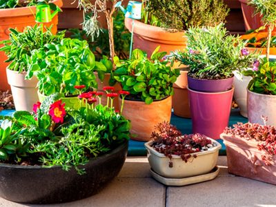 Prestá atención: el manual definitivo para elegir las macetas de tus plantas y evitar que se mueran en semanas