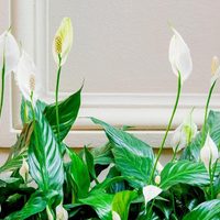 Plantas: si no lográs que tu Cuna de Moisés o Lirio de la paz florezca, conocé este truco infalible