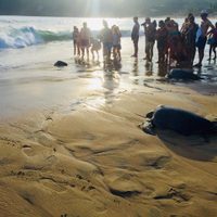 Tortugas de Oaxaca: víctimas de la marea roja, la actividad humana y la falta de recursos