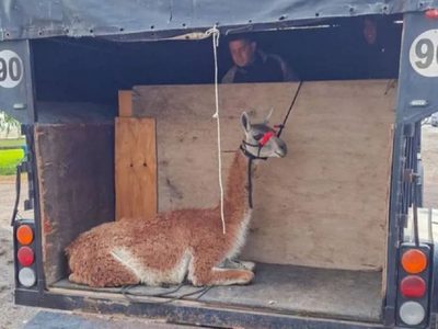 Devolverán a su hábitat al guanaco que fue rescatado de un espigón del río Limay en Neuquén capital