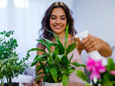 Cúales son plantas perfectas para regalarle a mamá en su día: símbolos de amor, protección y vida