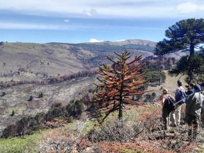Tras los incendios en Aluminé, el Gobierno trabaja en el plan de restauración de la zona