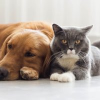¡Impensado! Se reportó el caso de otro animal víctima del coronavirus