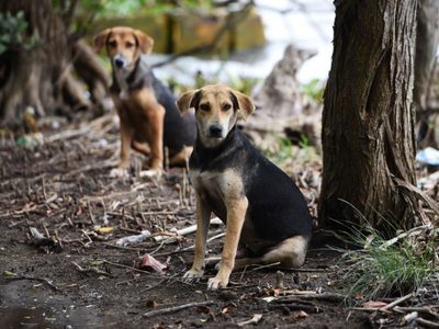 Tribunal reconoce familia multiespecie: perros y gatos son parte de la familia y no propiedad