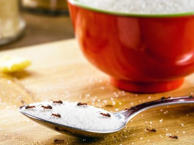No es magia: el truco que nadie te contó para acabar de una vez y para siempre con las hormigas en tu hogar