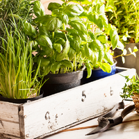 Conocé las poderosas plantas que ayudan a reducir el colesterol y son fáciles de conseguir