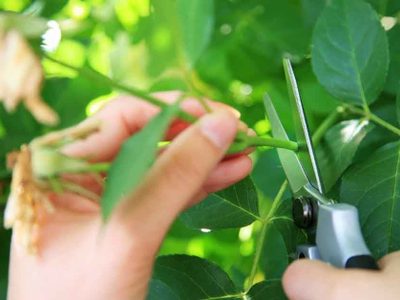 Conocé 3 plantas que son fáciles de reproducir y podés tener en tu jardín