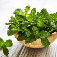 Menta: así de fácil podés cultivar esta planta y darle múltiples usos en tu cocina